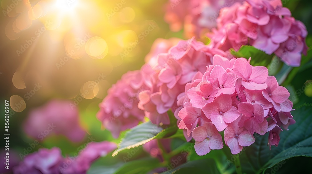 Beautiful pink hydrangea flowers in a garden, with a blurred background of greenery and sunlight. A lush hydrangea plant with large flowers on the right side of the frame.