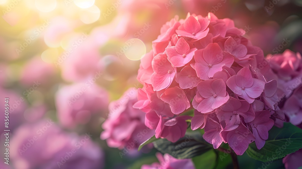 Beautiful pink hydrangea flowers in a garden, with a blurred background of greenery and sunlight. A lush hydrangea plant with large flowers on the right side of the frame. Beautiful pink hydrangea flowers in a garden, with a blurred background of greenery and sunlight. A lush hydrangea plant with large flowers on the right side of the frame.