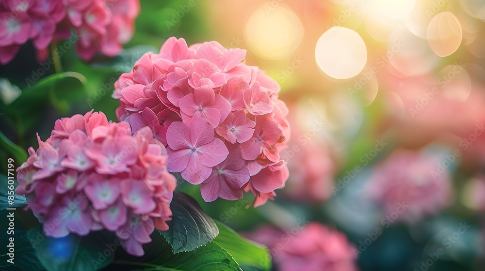 Fototapeta premium Beautiful pink hydrangea flowers in a garden, with a blurred background of greenery and sunlight. A lush hydrangea plant with large flowers on the right side of the frame.