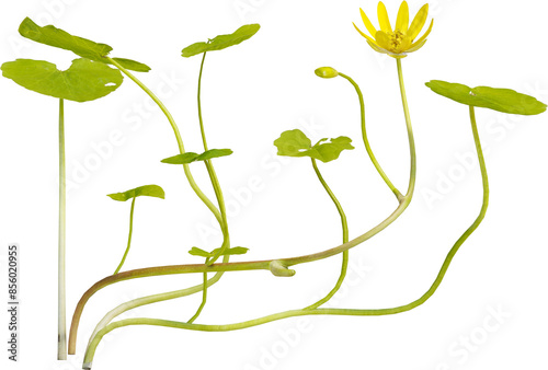 Side view of Ficaria Verna plant with yellow flower - Pilewort photo