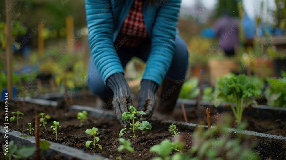 A person volunteering at a local community garden. A person volunteering at a local community garden.