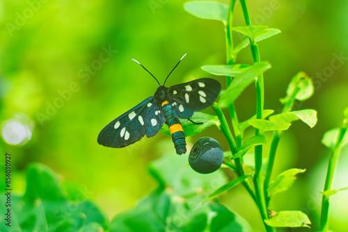 Oblaczek granatek motyl siedzący na krzaku borówki leśnej photo