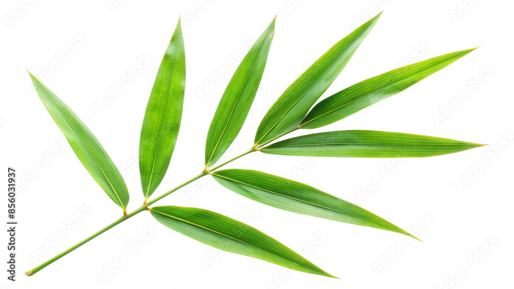 green bamboo leaf isolated on white background green bamboo leaf isolated on white background