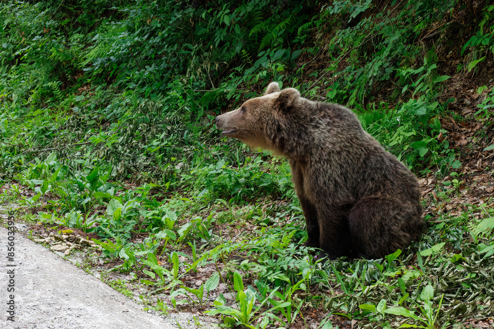 Brown bear in the forest near the road Brown bear in the forest near the road