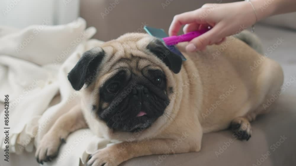 Cute pug being combed on the couch. Slow motion Cute pug being combed on the couch. Slow motion