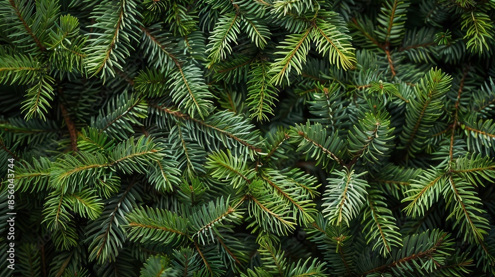 evergreen fir tree branches texture natural christmas background banner evergreen fir tree branches texture natural christmas background banner