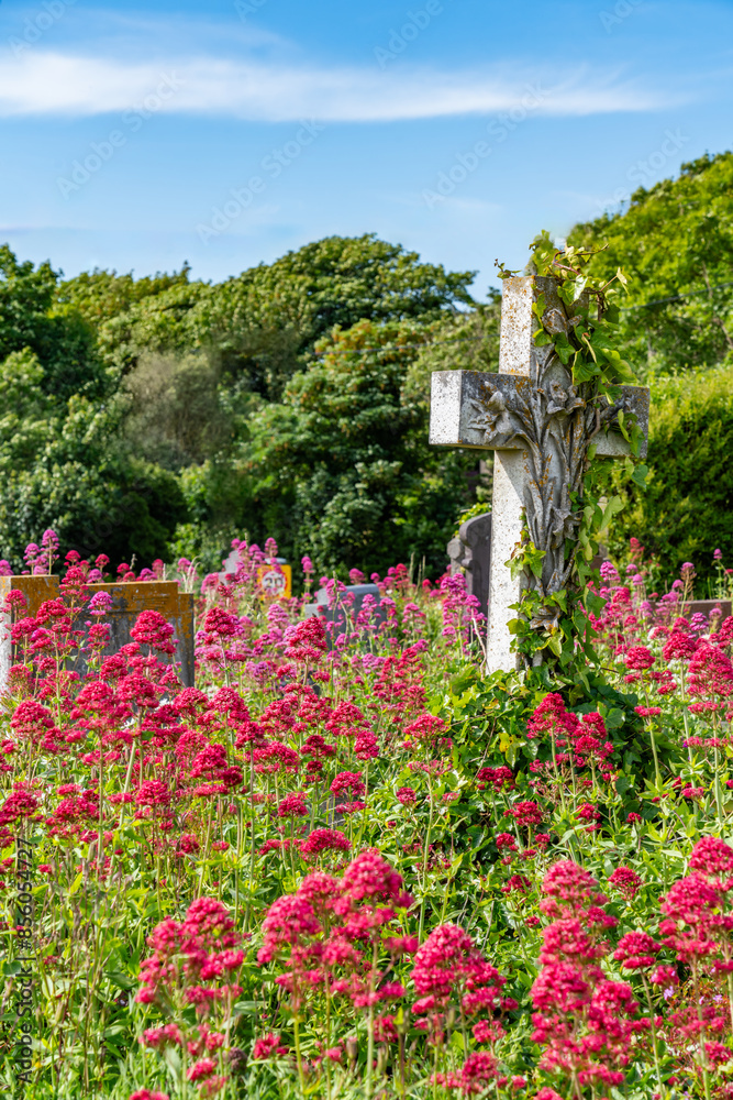 views around a graveyard full of wild flowers views around a graveyard full of wild flowers