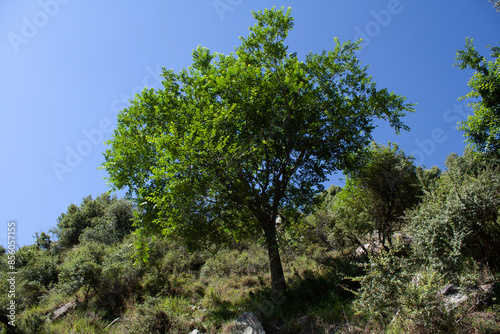 Beautiful green trees in a hilly forest