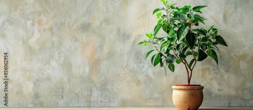 clay pot with green ficus s...