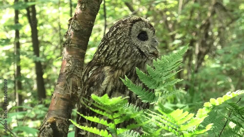Tawny owl in the deep forest (Strix aluco) Tawny owl in the deep forest (Strix aluco)