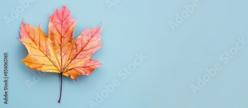 pressed maple leaf Isolated...
