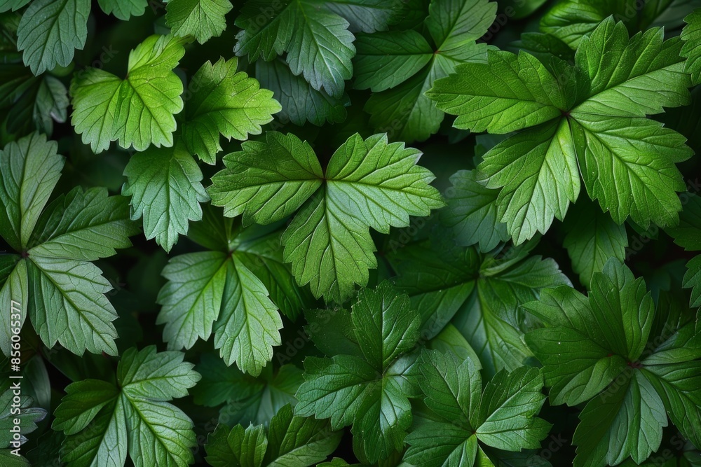 Lush Green Foliage Texture Background Lush Green Foliage Texture Background