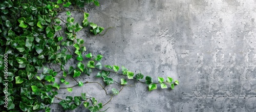 Ficus pumila vines climbing...