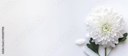 White chrysanthemum and a w...