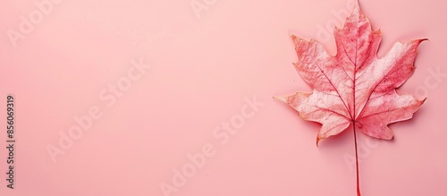 pressed maple leaf Isolated...