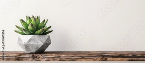 Concrete pot. Green succule...