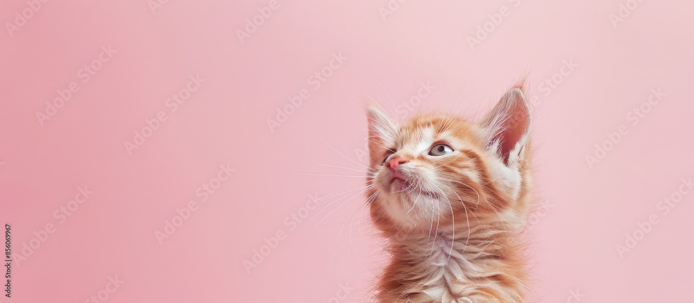 Kitten on a pastel background Isolated Cat pastel. with copy space image. Place for adding text or design Kitten on a pastel background Isolated Cat pastel. with copy space image. Place for adding text or design
