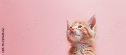 Kitten on a pastel backgrou...