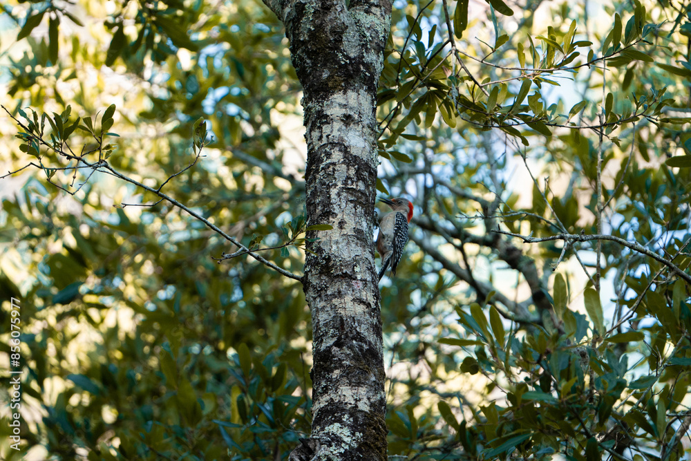 Red-bellied Woodpecker on a tree Red-bellied Woodpecker on a tree