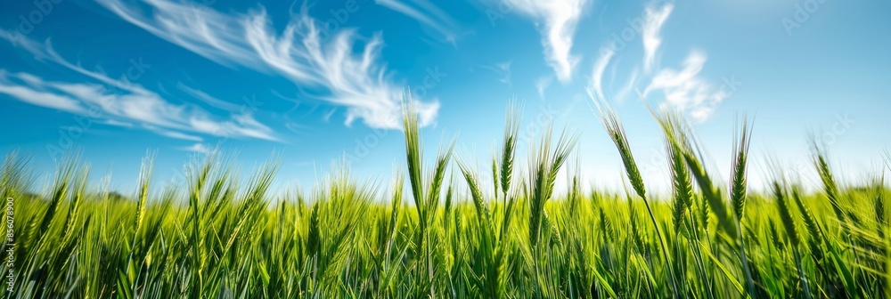 Fototapeta premium green young wheat ear with blue sky in field