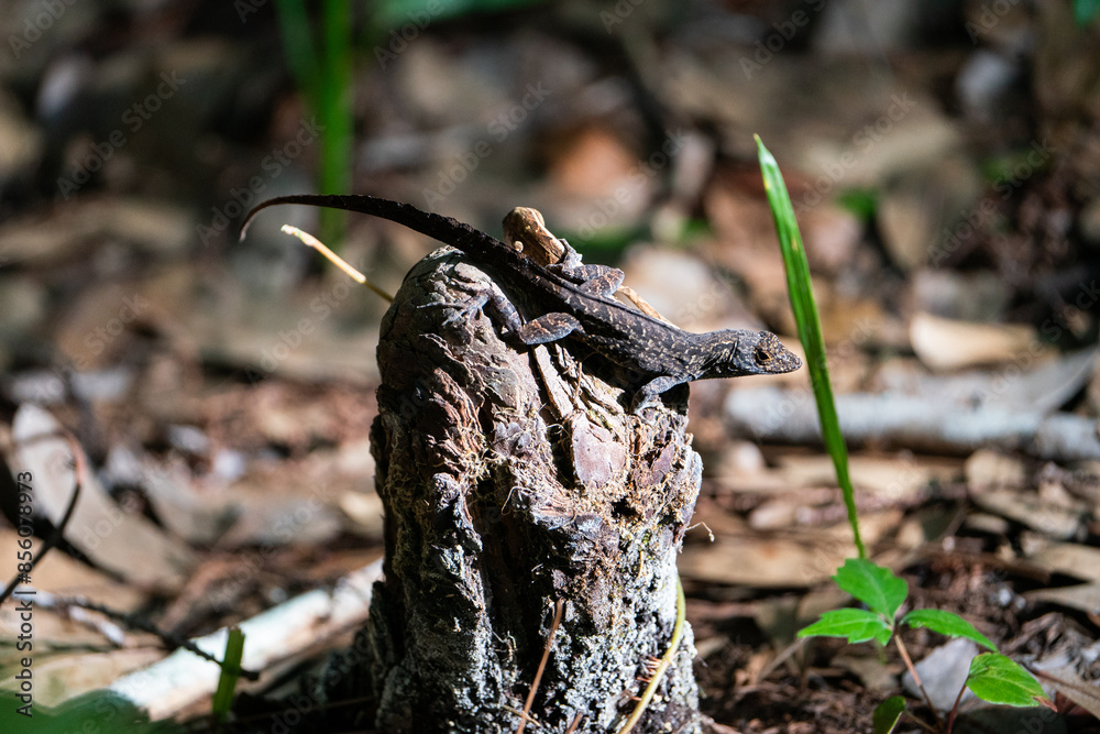 Obraz premium Brown anole lizard sunbathing on a stump