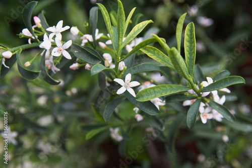 Philotheca myoporoides in bloom, Eriostemon myoporoides,  long-leaf wax flower photo