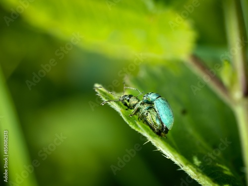 Beetles (Phyllobius pomaceus) during copulation. Close up. Bokeh. photo