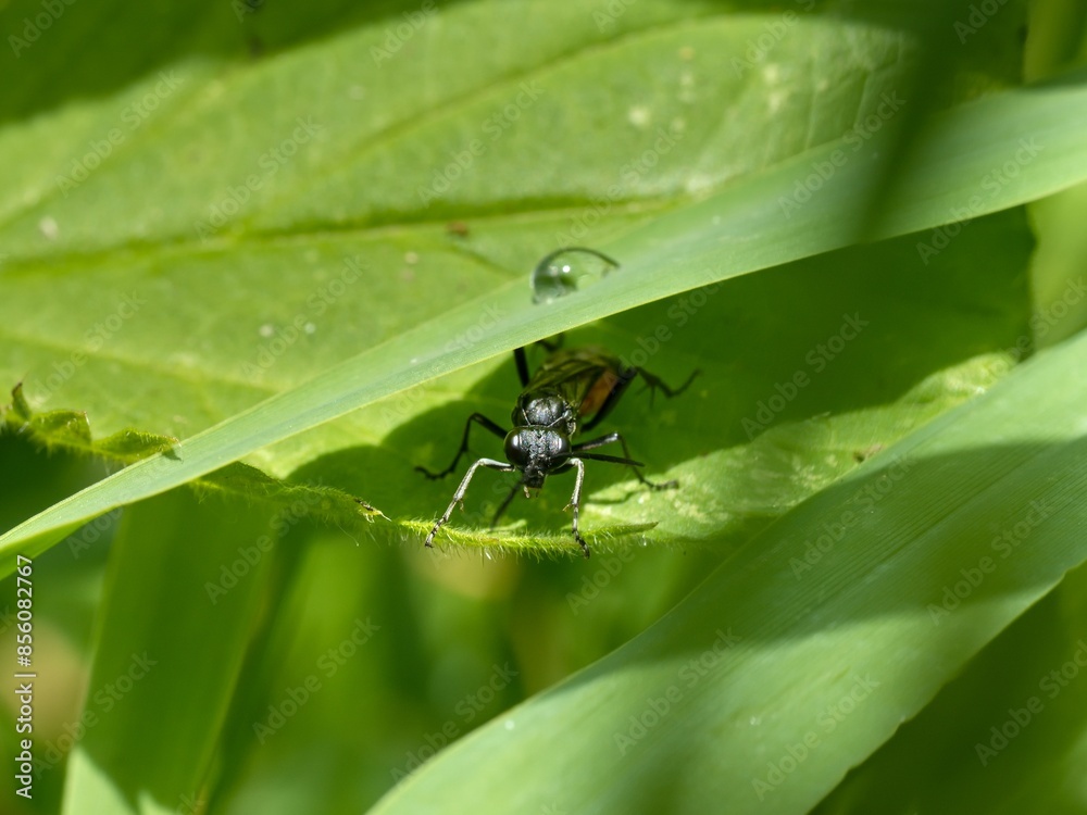 Tenthredo notha, a common sawfly sitting in cover under a green leaf. Close up. Tenthredo notha, a common sawfly sitting in cover under a green leaf. Close up.