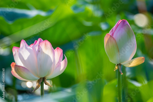 A detailed view of a pink blossom lotus against a lush green backdrop, Dal Lake, Srinagar, Kashmir, India