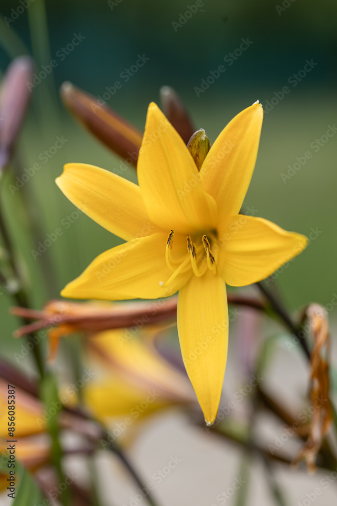 Obraz premium Lemon dailily (Hemerocallis lilioasphodelus) plant know as well as lemon lily or yellow daylily with blurred green background
