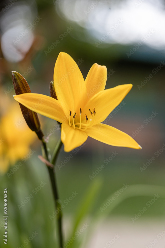 A yellow daylily flower, latin name Hemerocallis lilioasphodelus, at sunset. It is also known as lemon daylily, lemon lily, yellow daylily A yellow daylily flower, latin name Hemerocallis lilioasphodelus, at sunset. It is also known as lemon daylily, lemon lily, yellow daylily