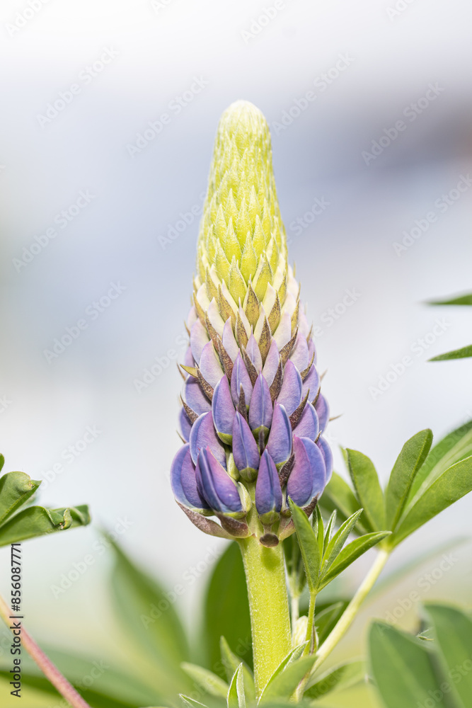 Obraz na plátně Summer wild purple flowers lupine in meadow at sunset sunrise