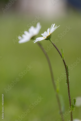 A solitary white daisy blooming in the grass. One Leucanthemum with blurred background in the background with another daisy