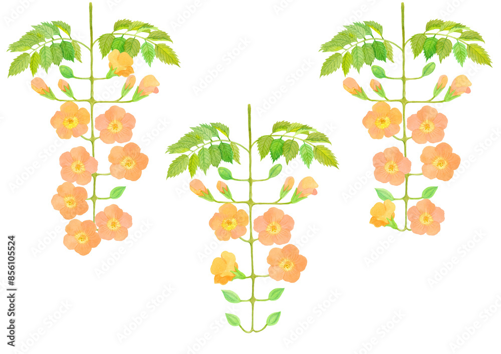 Obraz premium ノウゼンカズラ 夏の花 Campsis grandiflora