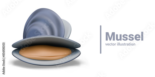 Vector mussel in realistic style. Mollusk in shell. Color composition