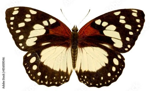 Vintage Illustration Of A Butterfly With Transparent Background, Colorful Butterfly With Open Wings, Macro