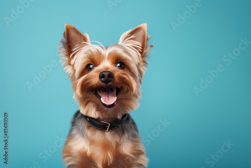 Portrait of a happy yorkshire terrier over minimalist or empty room background
