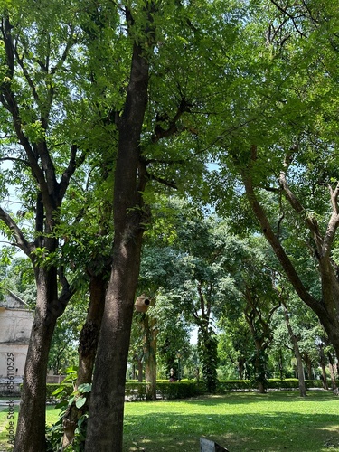 trees in the park