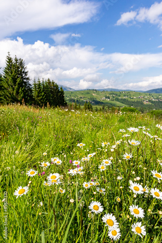 Fototapeta Naklejka Na Ścianę i Meble -  Beautiful sunny camomile meadow in mountain at day. Nature landscape composition.