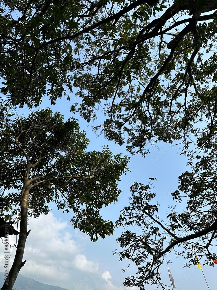 Fototapeta premium trees and sky