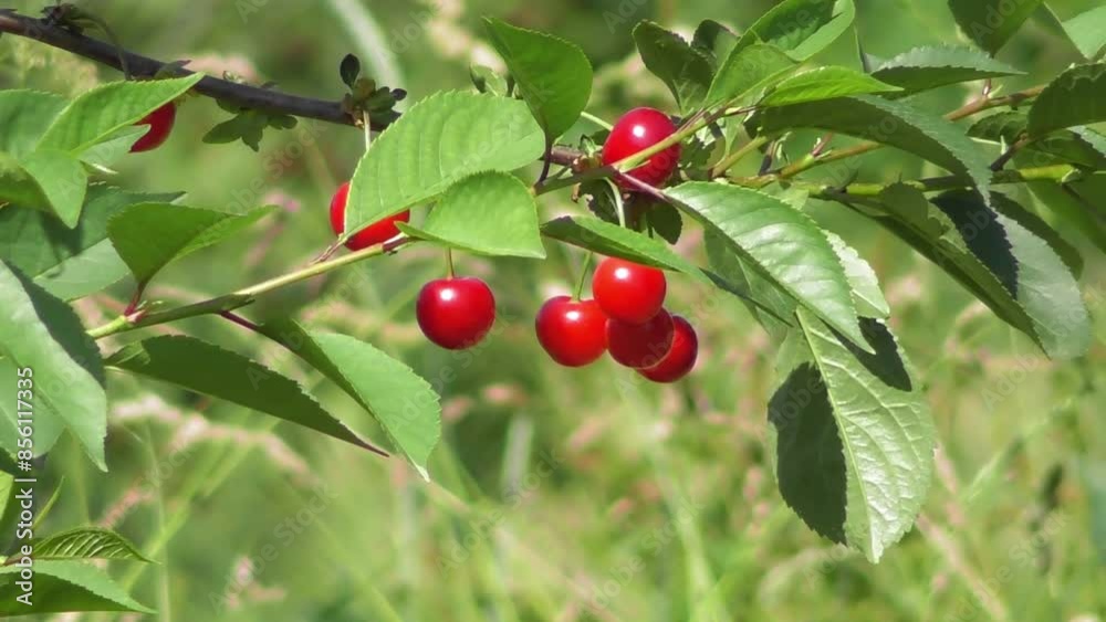 Cherry Tree Branch With Cherries Detail Cherry Tree Branch With Cherries Detail