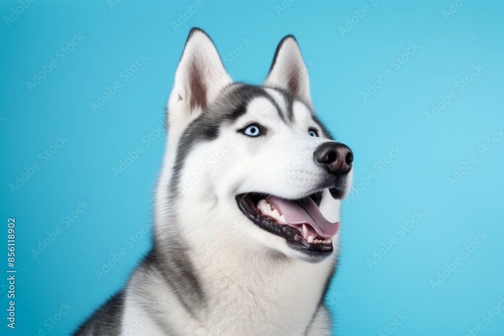 Fototapeta premium Portrait of a funny siberian husky in solid color backdrop