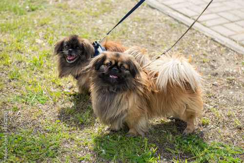 Obraz na płótnie Pekingese dogs on a walk. Funny little dogs on leashes.