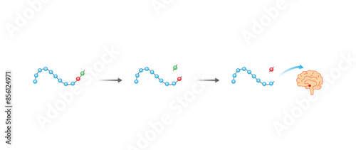Angiotensin II acts on pituitary gland. Antidiuretic hormone, ADH. Vasopressin. Renin-Angiotensin-Aldosterone System, RAAS. Vector illustration.
