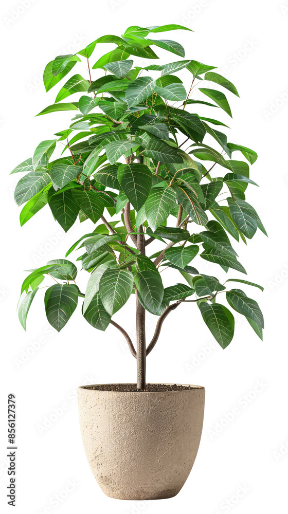 Healthy potted plant with lush green leaves in a beige pot on white ...