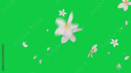 plumeria flower falling rain animation green screen