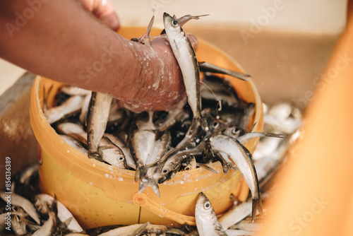 Selective focus herring fish catch with male hands picking close up