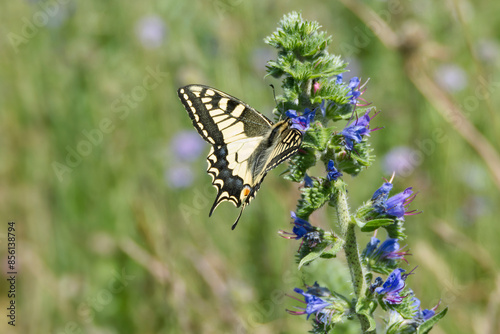 Old World Swallowtail or common yellow swallowtail (Papilio machaon) sitting on blueweed in Zurich, Switzerland photo