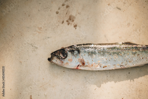 Selective focus close up head fresh herring fish on floor 