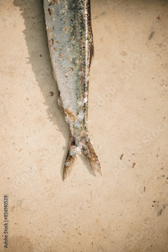 Selective focus close up half fresh herring fish on floor 